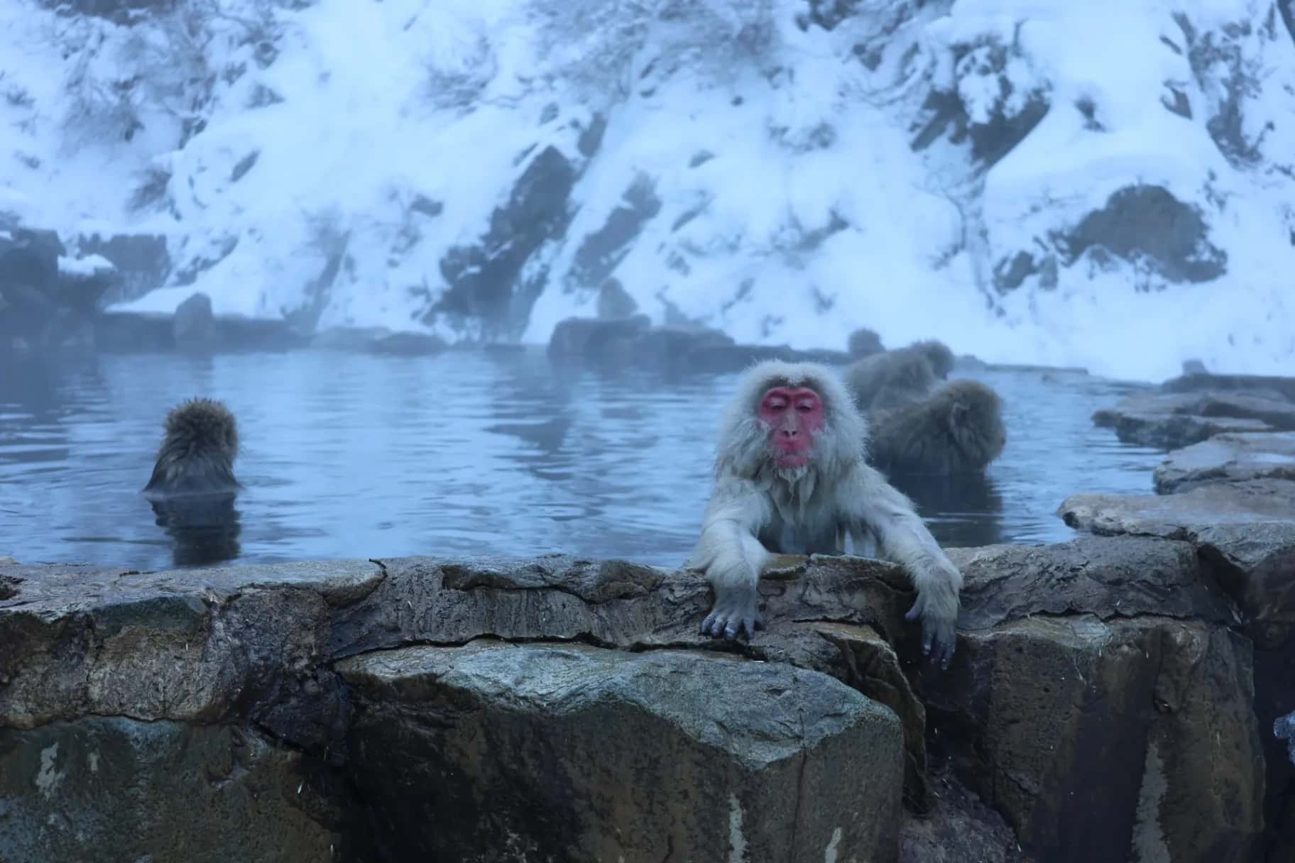 地獄谷野猿公苑