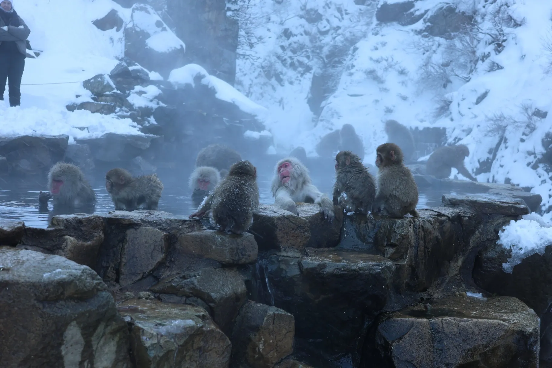 地獄谷野猿公苑 - 2